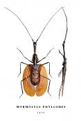 mormolyce phyllodes